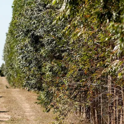 thumbnail for publication: Eucalyptus and Corymbia Species for Mulchwood, Pulpwood, Energywood, Bioproducts, Windbreaks, and/or Phytoremediation